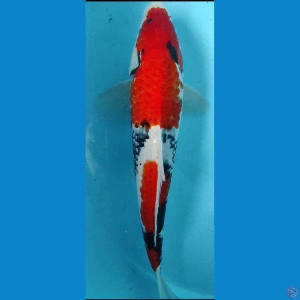 showa HQ 33 cm jantan