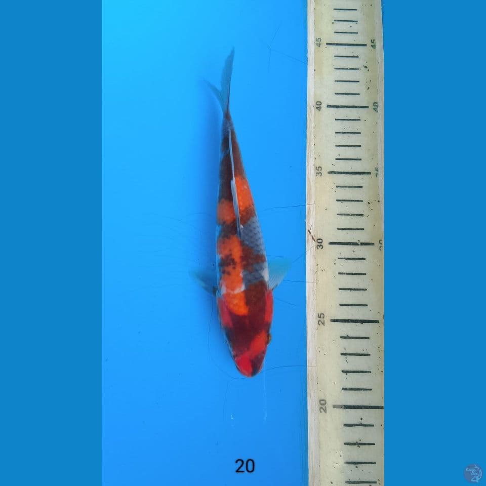 showa 20cm