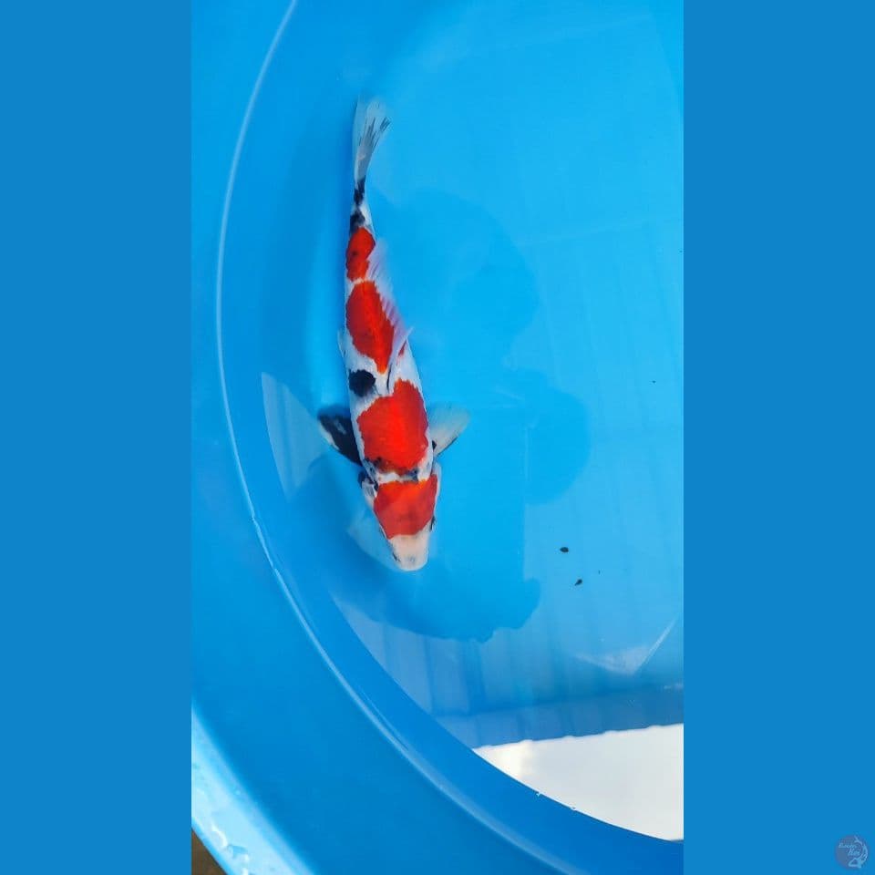 showa tategoi male 25cm
