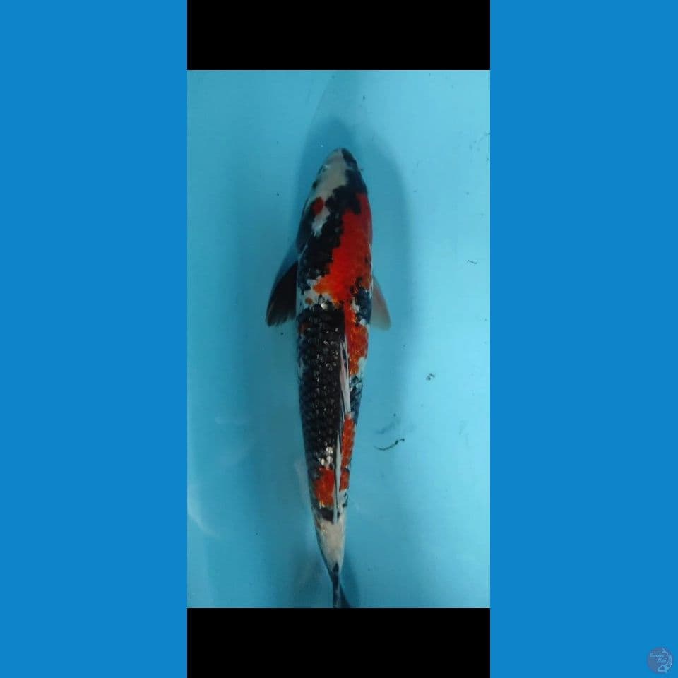 showa 35cm jantan