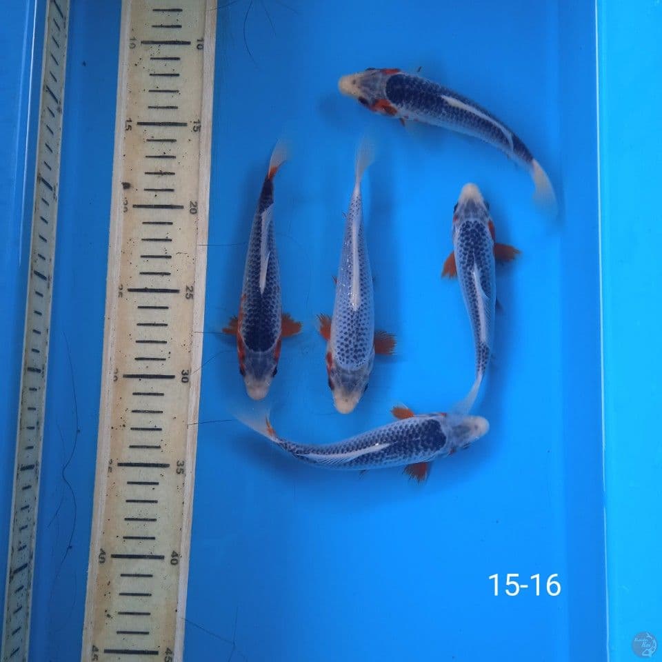 asagi 15-16cm