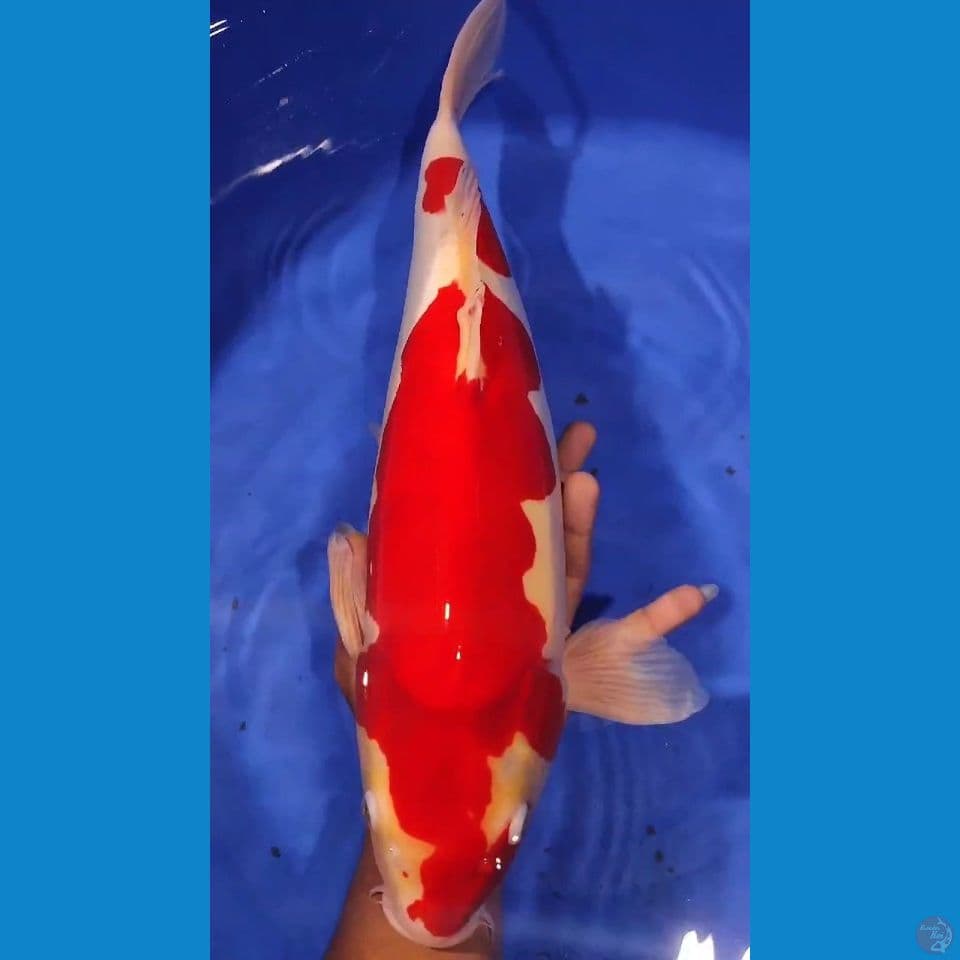 doitshu kohaku 55cm
