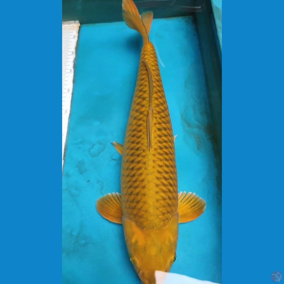 midori 50cm