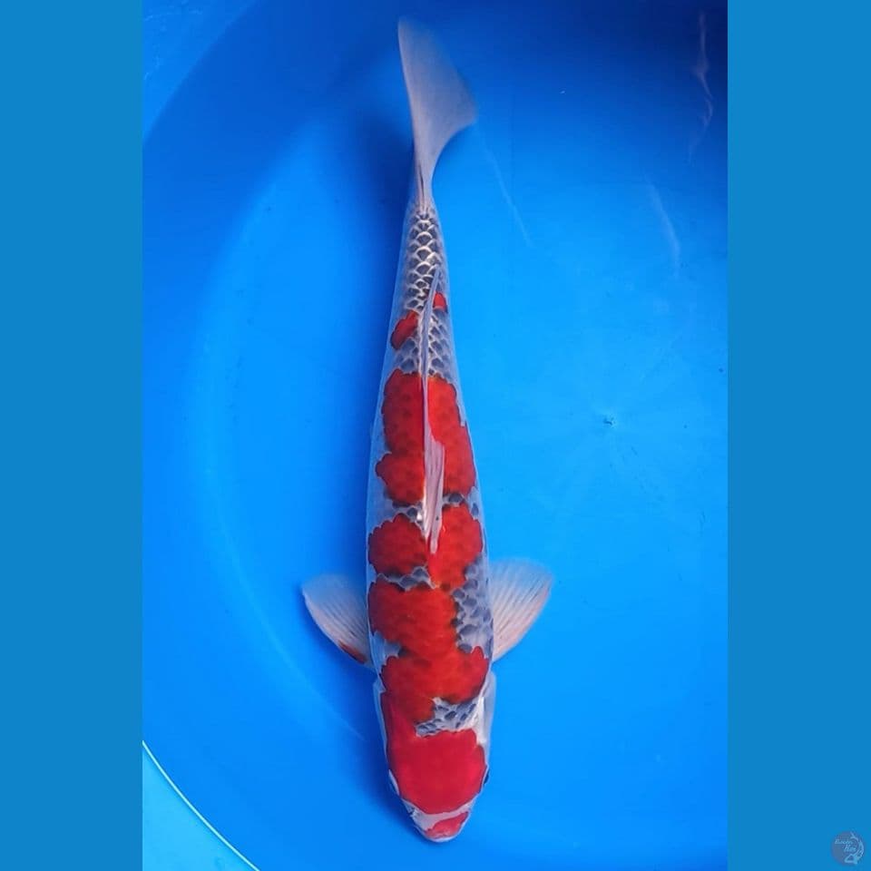 GOSHIKI 44CM MALE