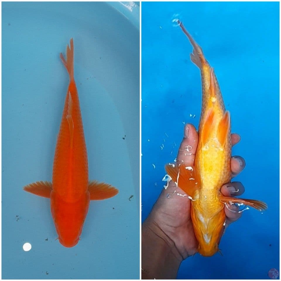 benigoi plus 29 cm