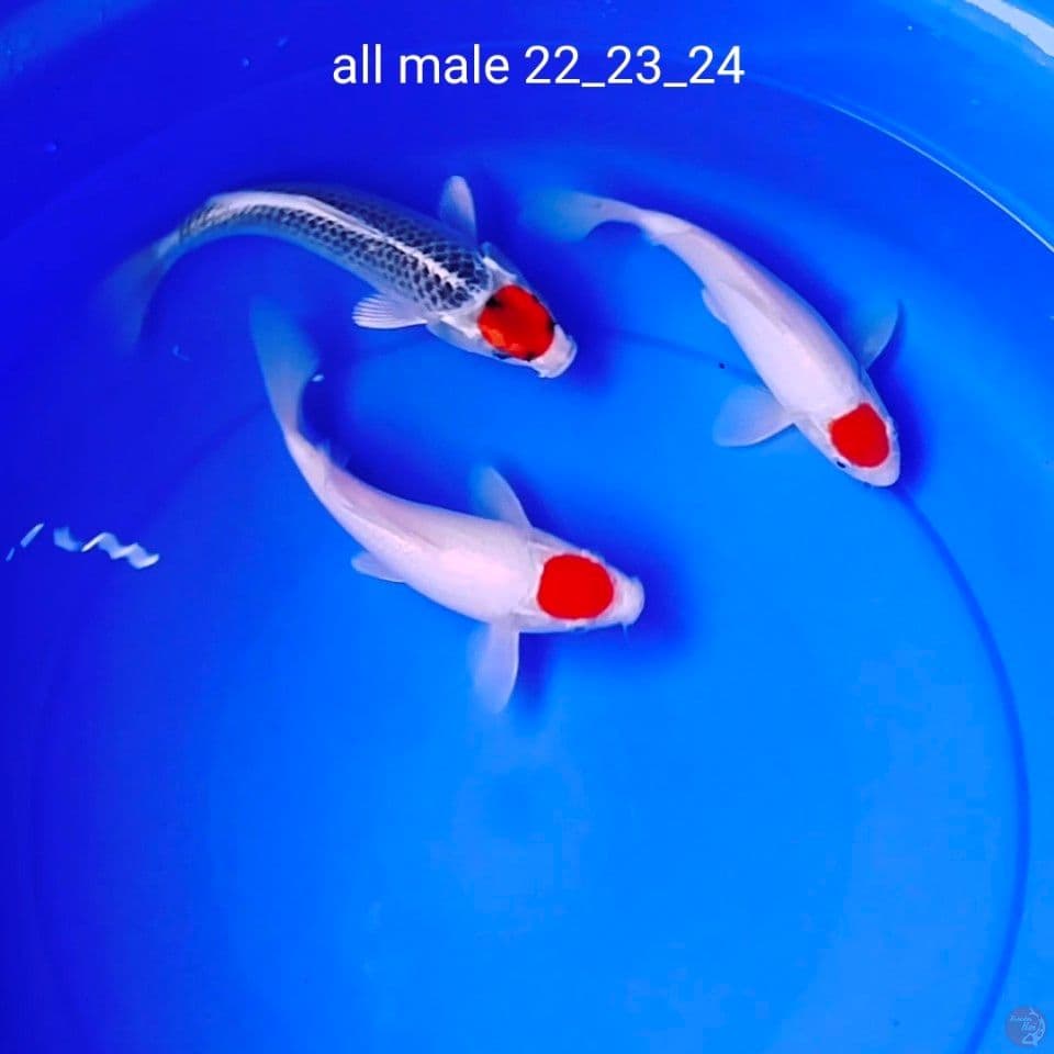 sq tanco 22_23_24cm all male