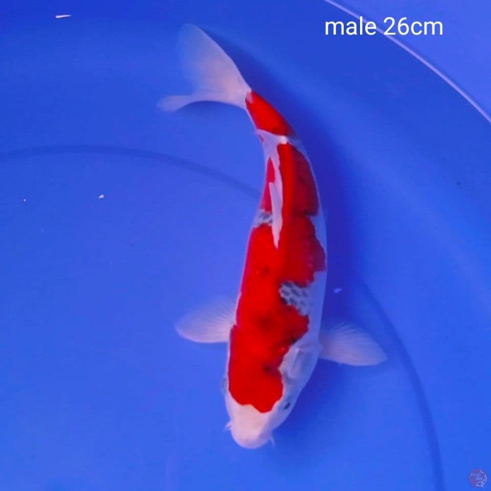 sb male 26cm