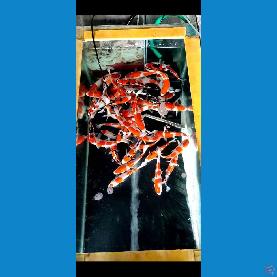 mix sanke kohaku 50 ekor 17 23 cm
