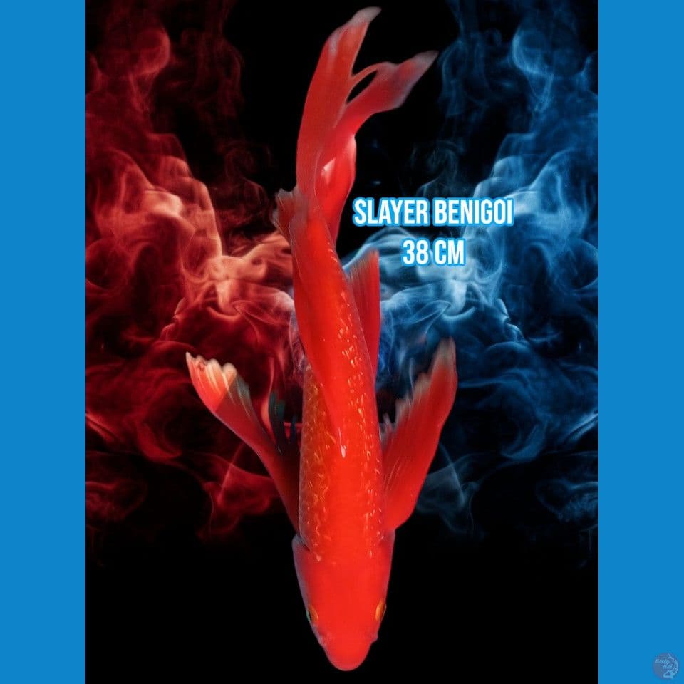 Slayer Benigoi