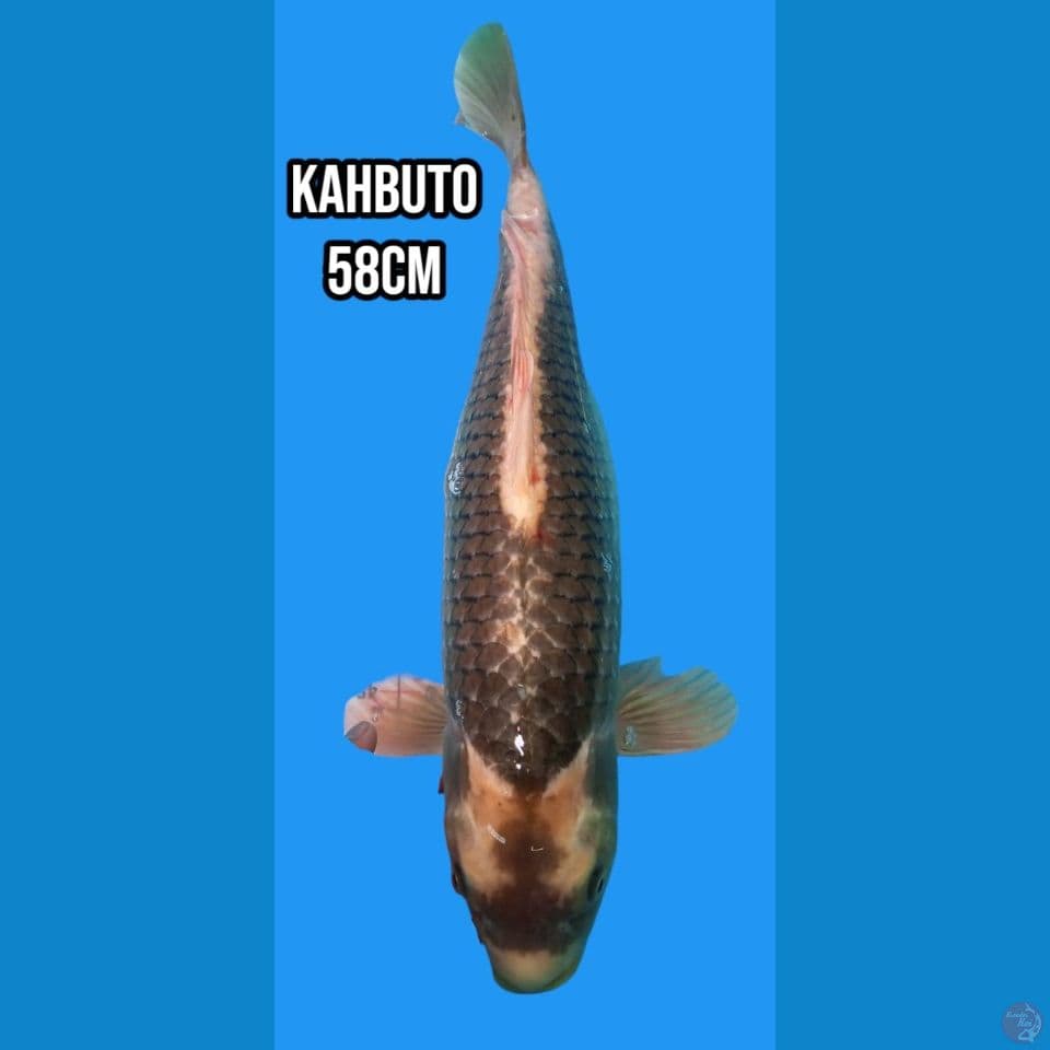 kabuto 58cm#1500#100