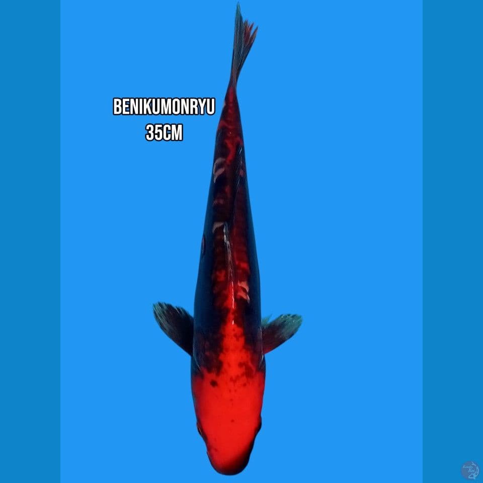 benikumonryu