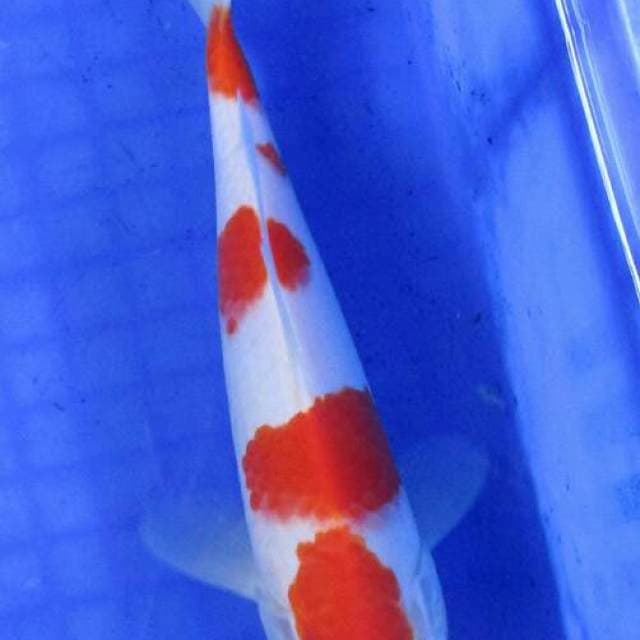 Kohaku HQ