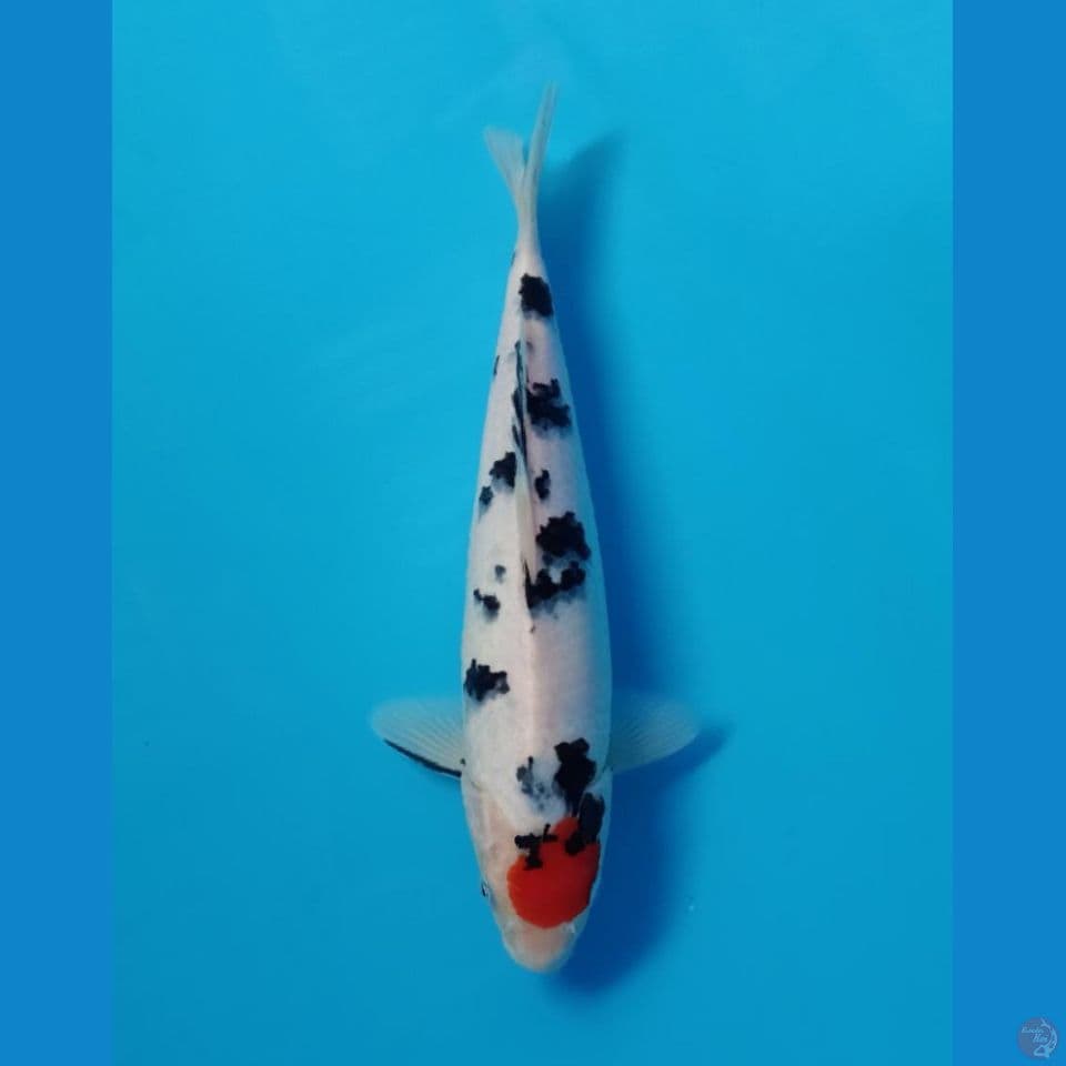 tancho 32cm