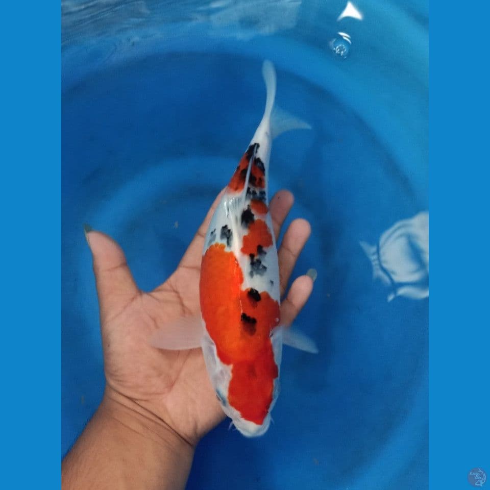 SB 26cm