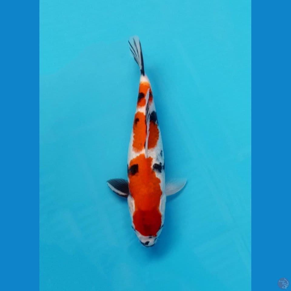 showa 33cm
