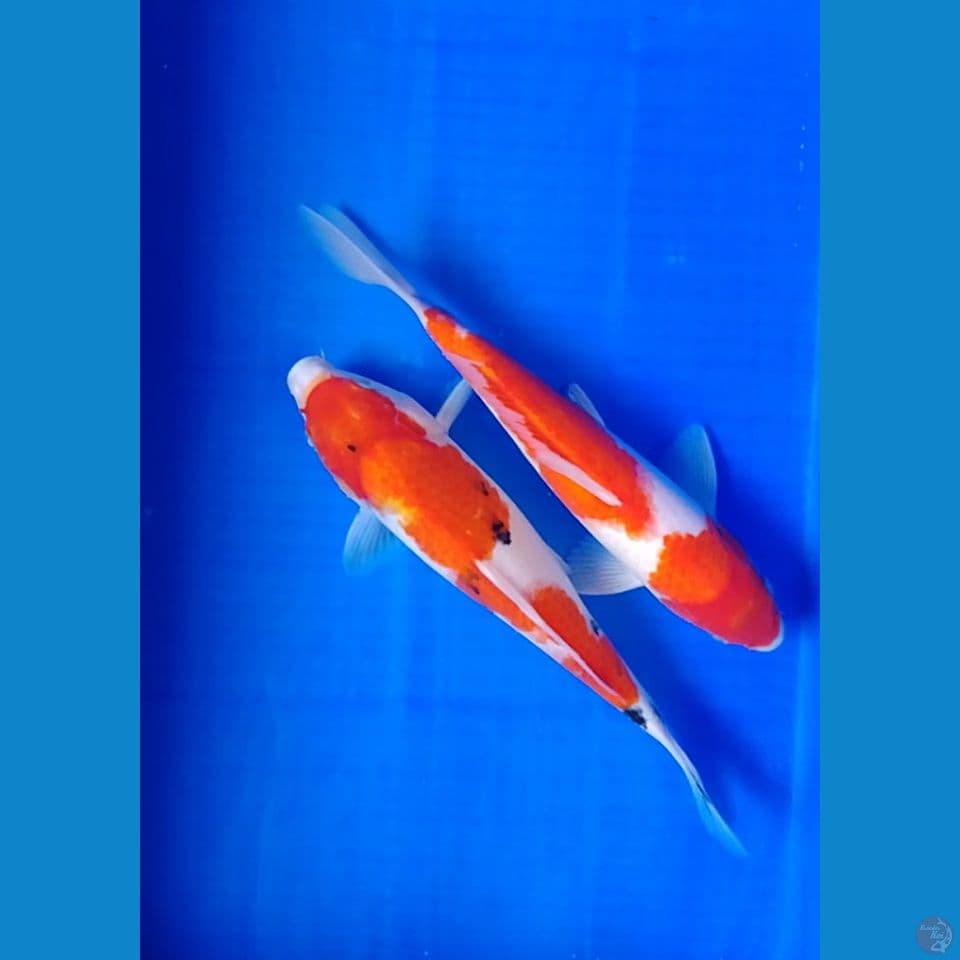 kohaku sanke size : 28 30cm