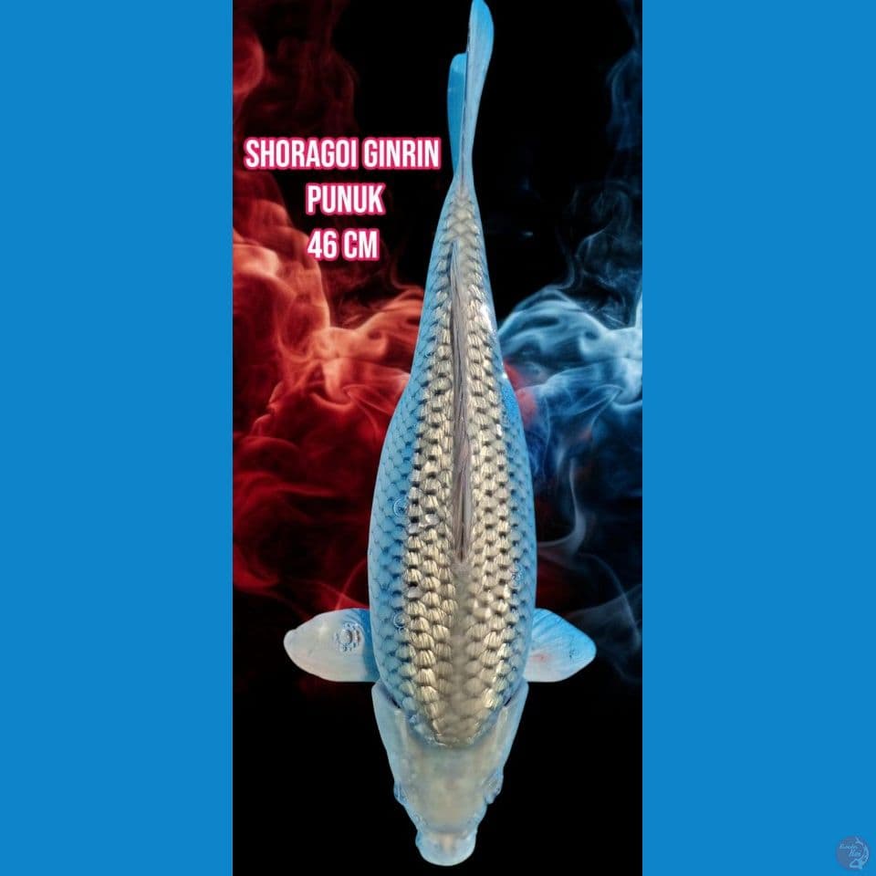 Soragoi Ginrin punuk