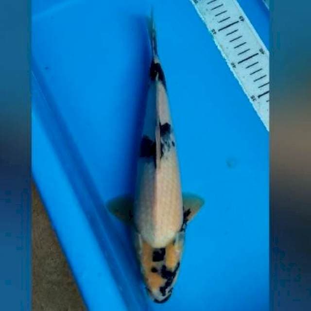 Shiro 32cm