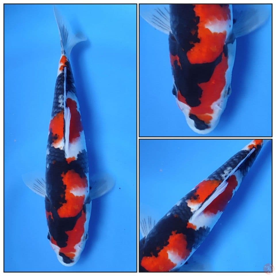 SHOWA GOOQ QUALITY ORIGINAL PATERN 27CM