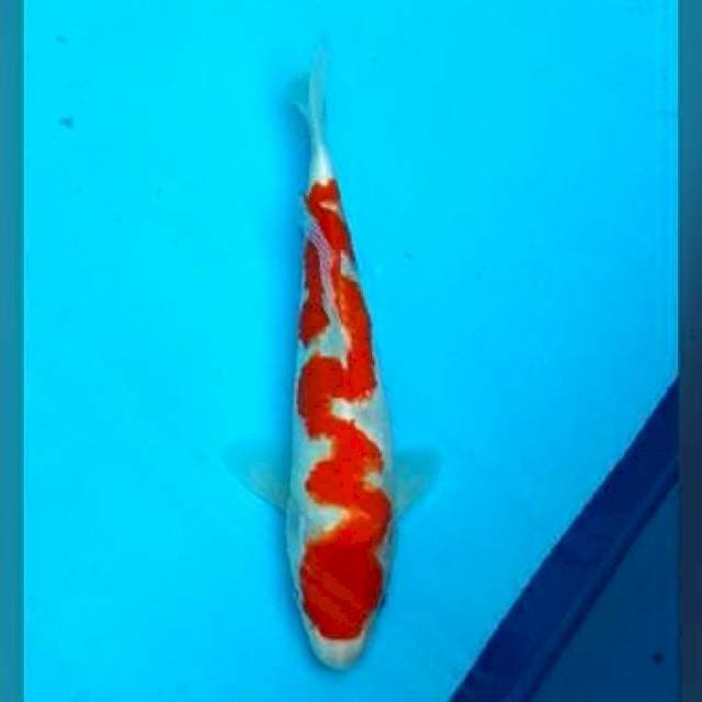 Kohaku 27cm