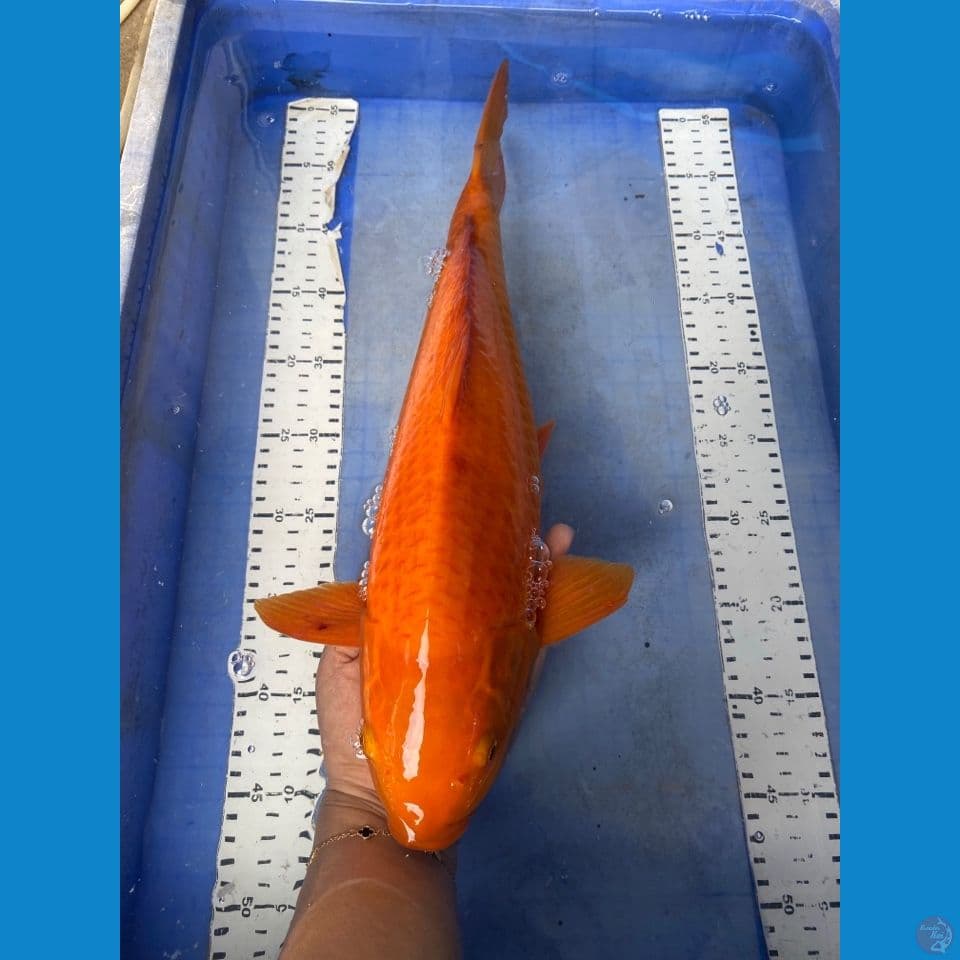 45 punuk chagoi karamel