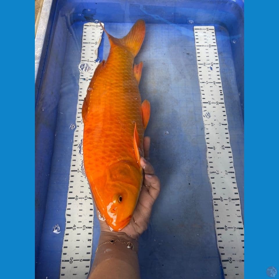 45 punuk chagoi karamel