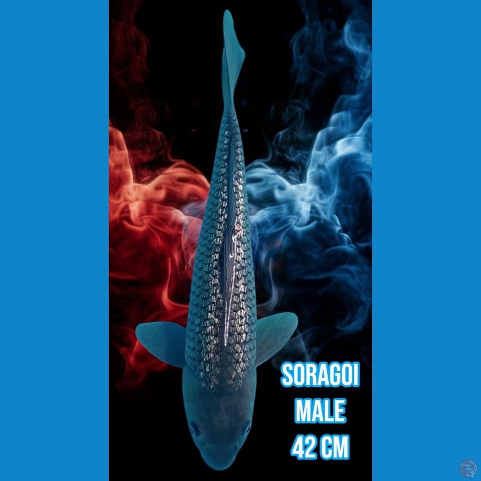 Soragoi Ginrin
