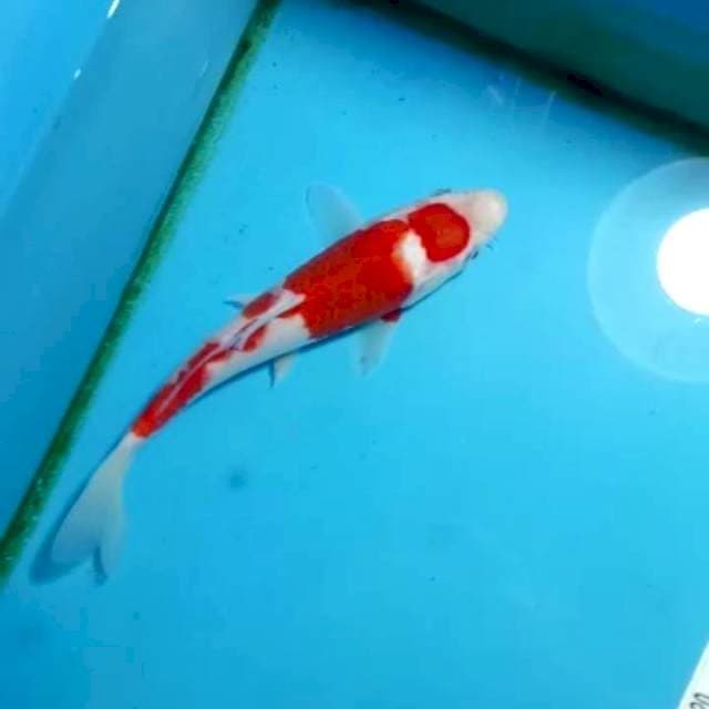 Maruthen AI goromo aseli