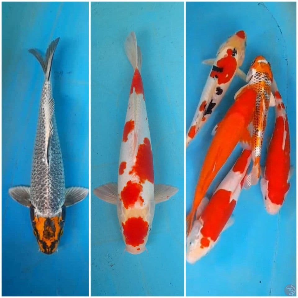 mix 25-30-35 cm