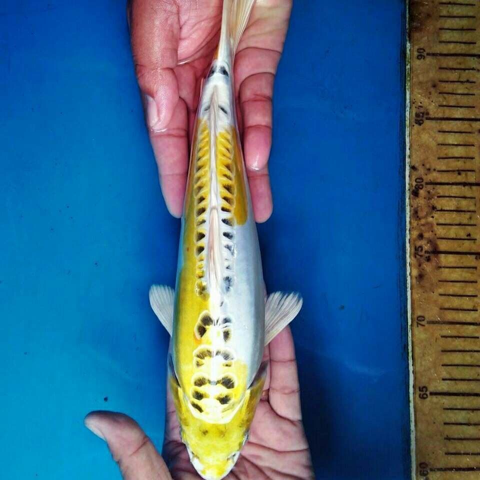 Hariwake