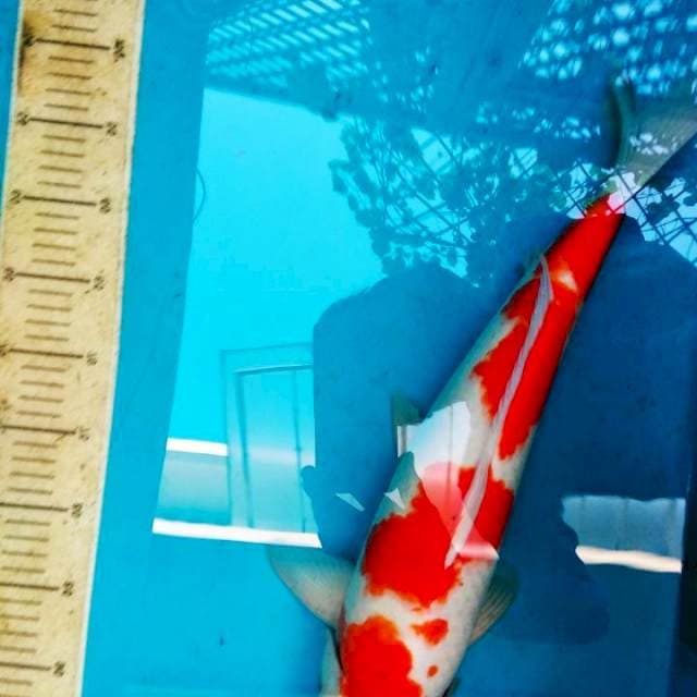 Kohaku 3step