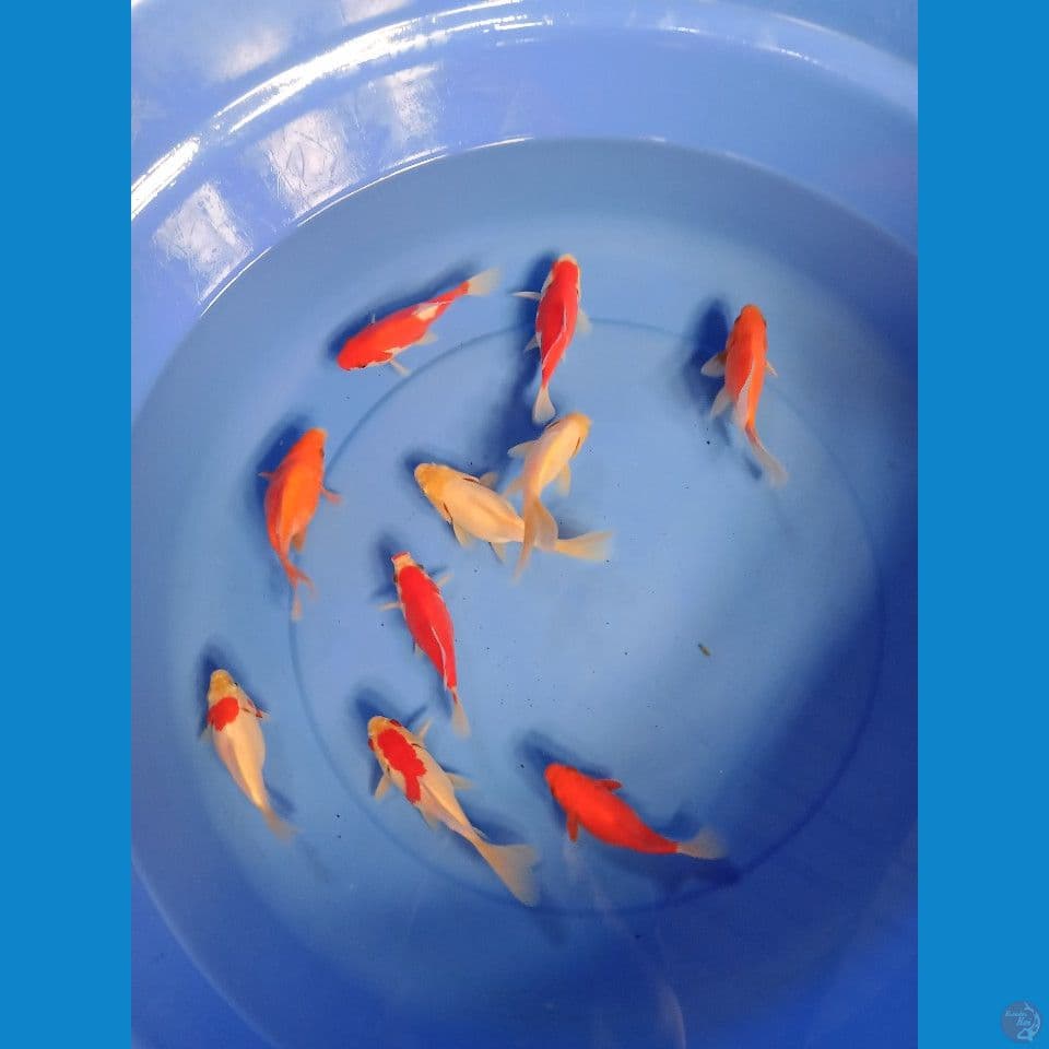 Tamasaba 10ekor size 9-13cm