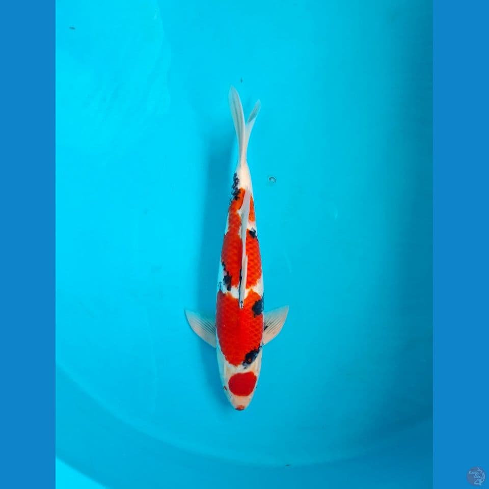 Maruren showa 48cm Male