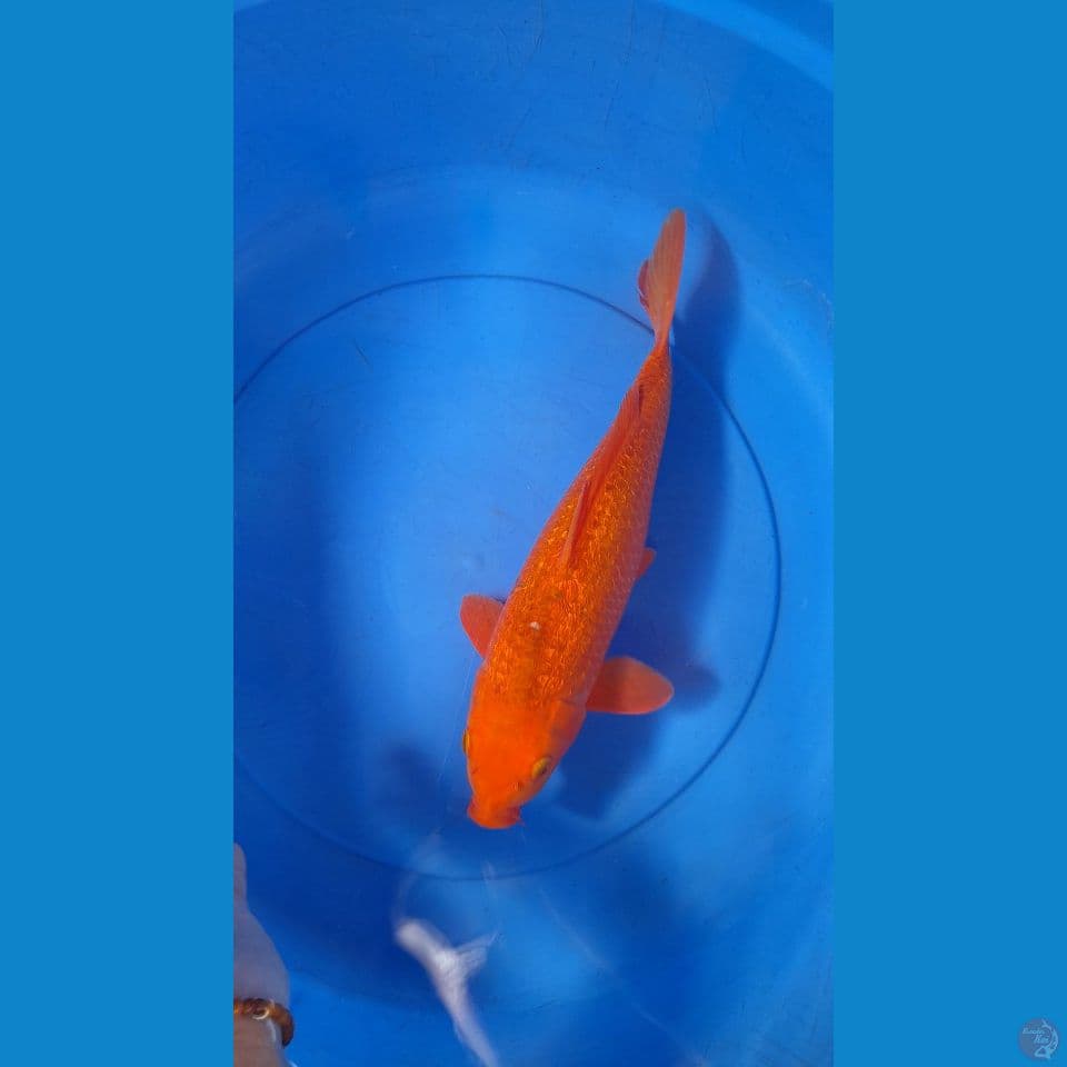 M 35CM GINDRIN KARAMEL