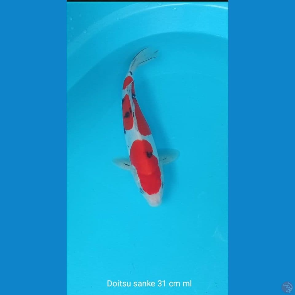 Doitsu sanke