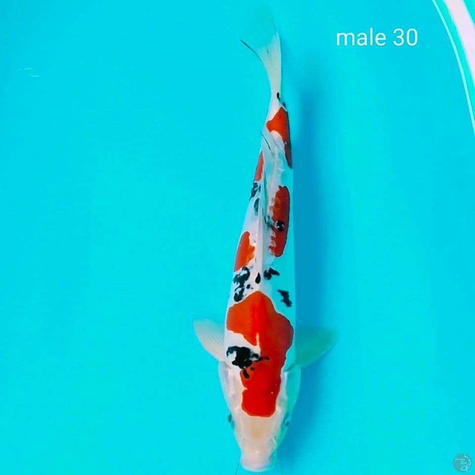 sanke doit male 30cm