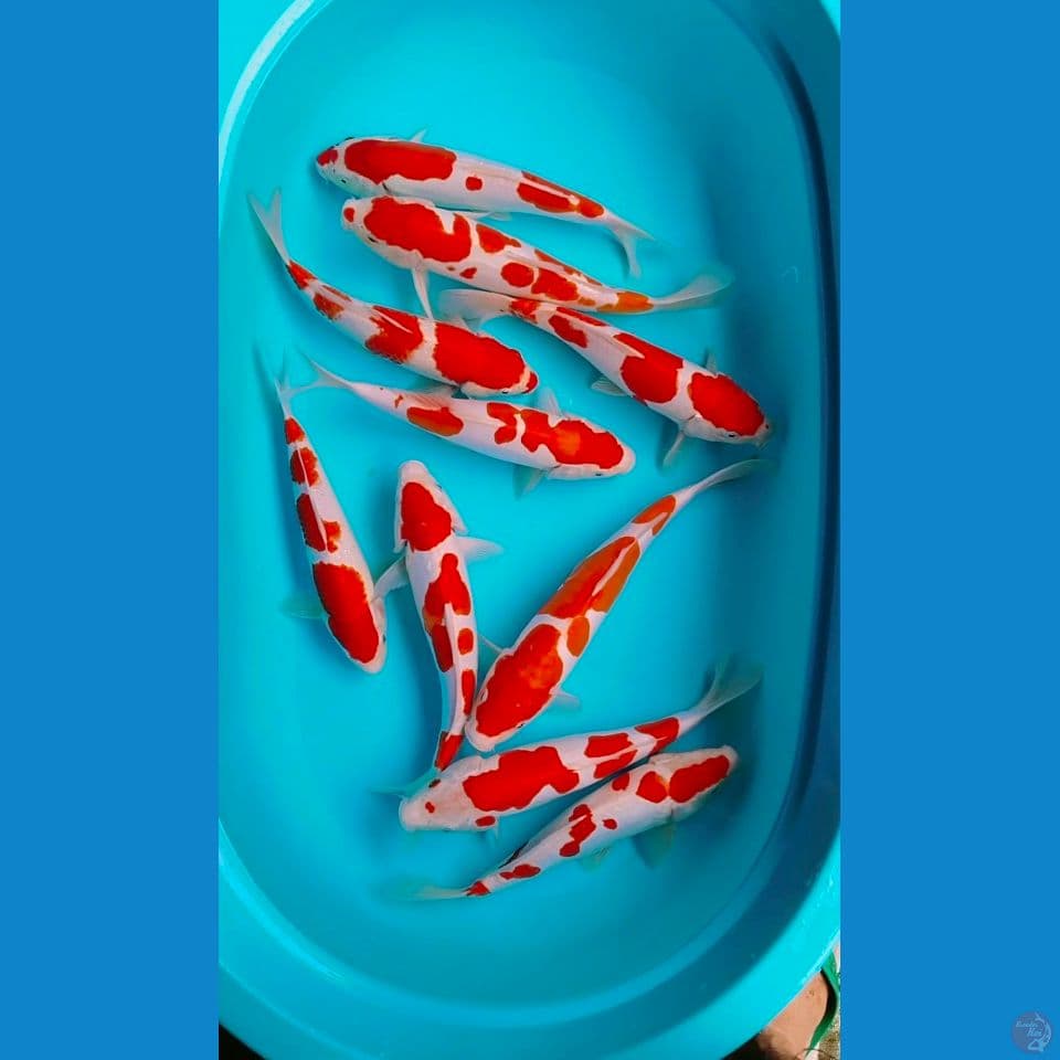pure kohaku 2sisek 8doit 30_35cm