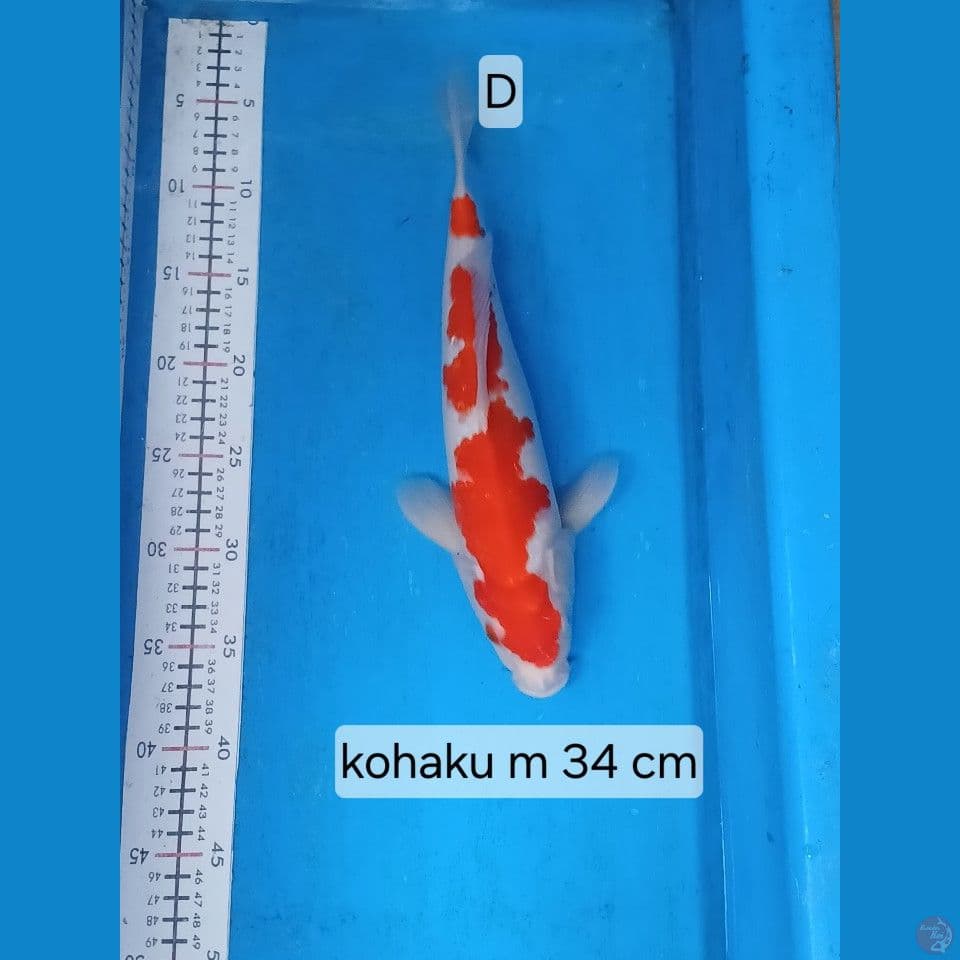 kohaku 34