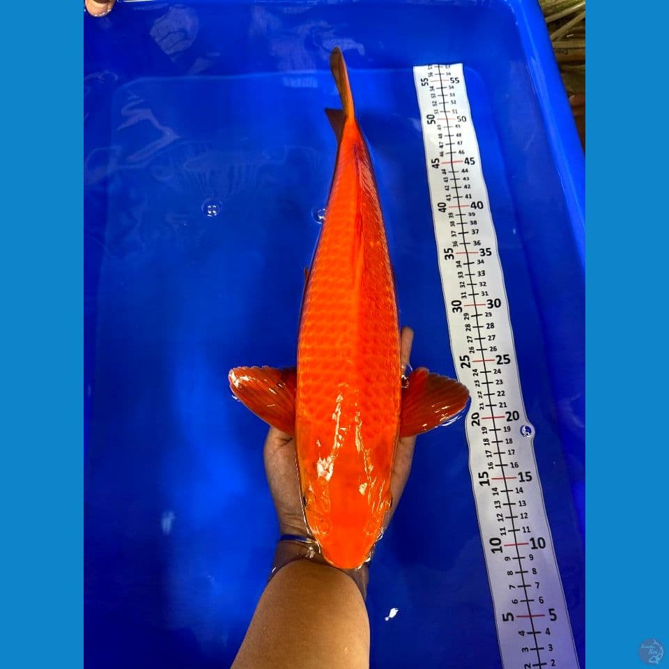 Karamel jantan 42cm