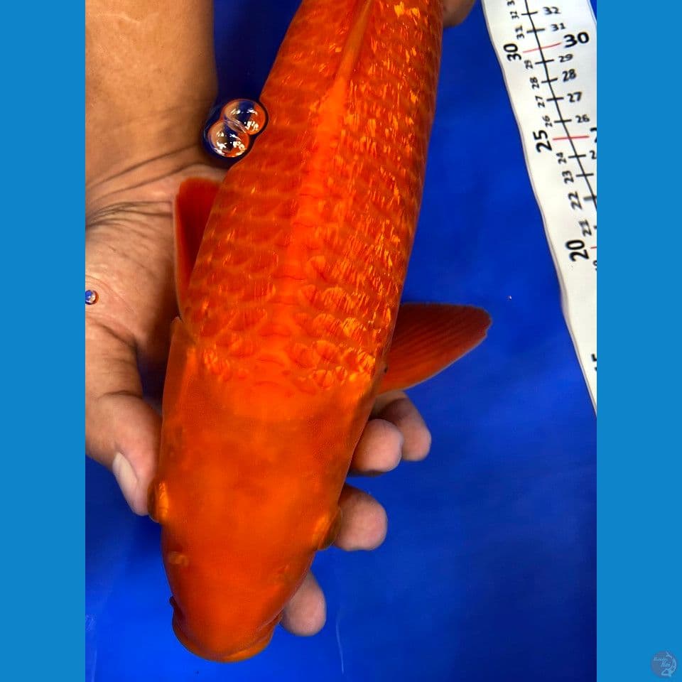 Karamel jantan 42cm