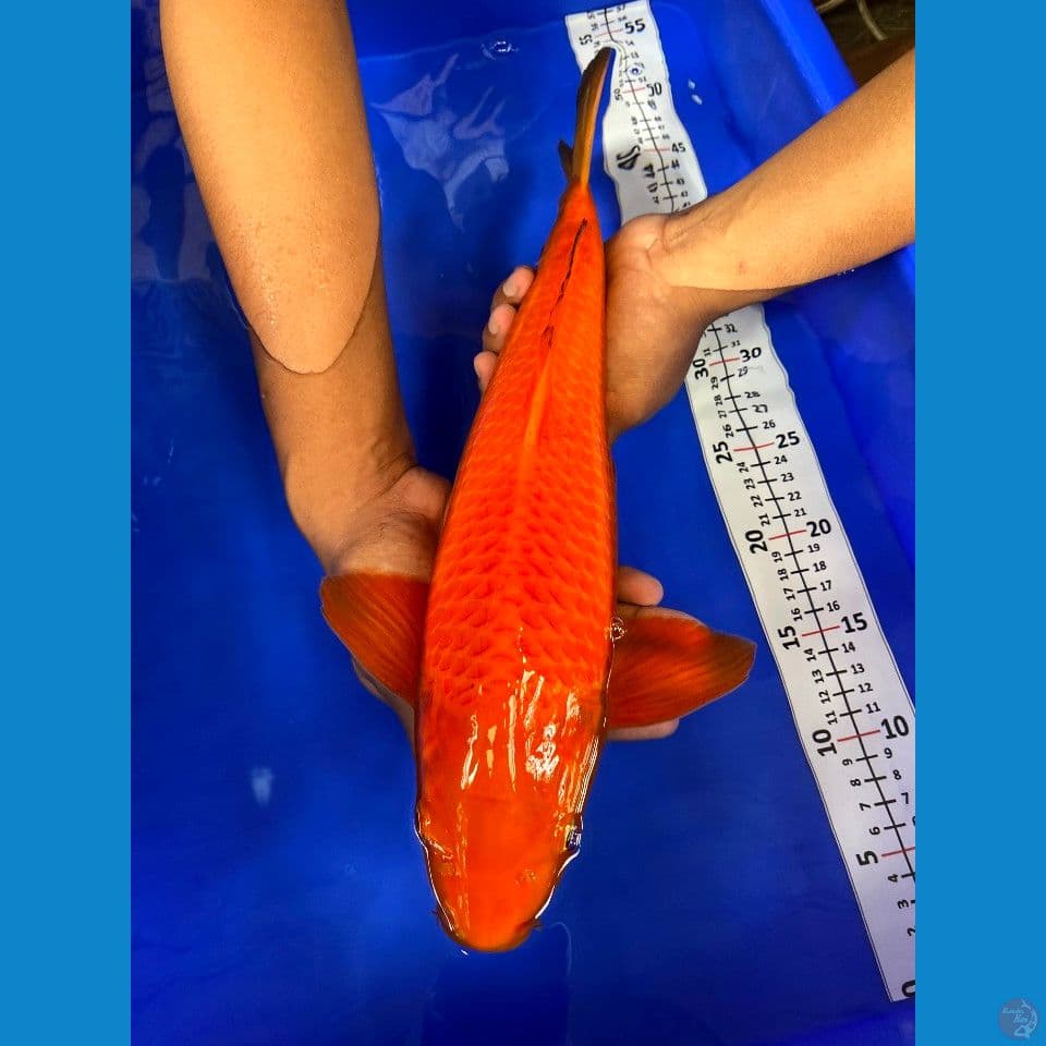 Karamel jantan 41cm net bagus