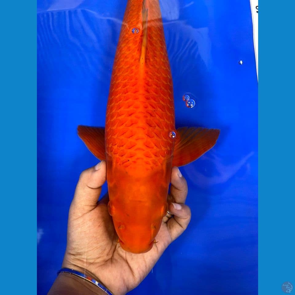 Karamel jantan 41cm net bagus