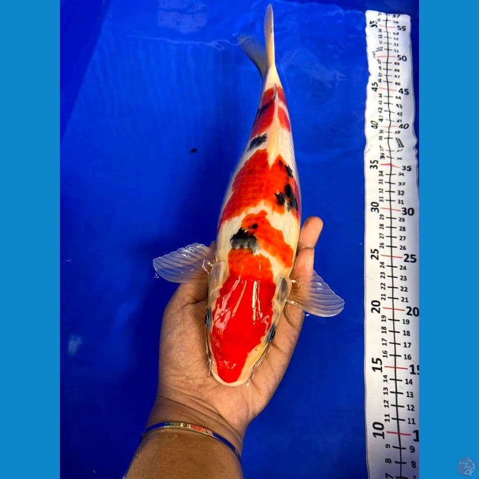 sanke 33cm