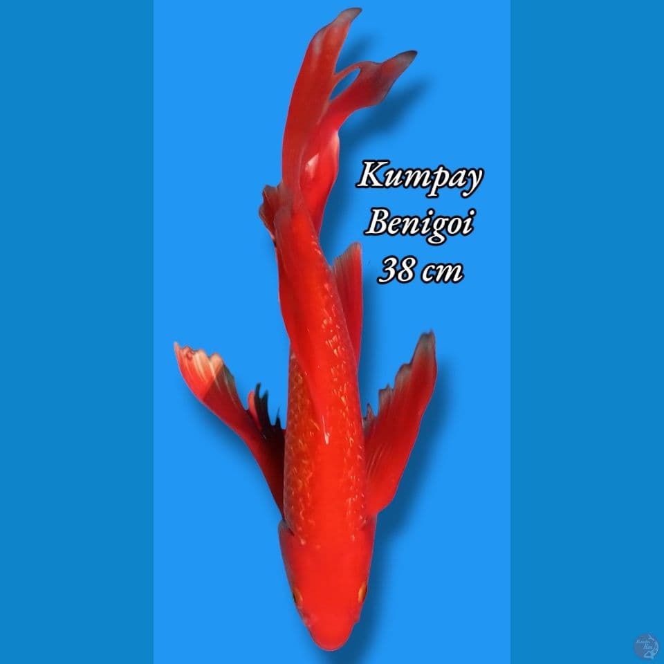 kumpay Benigoi
