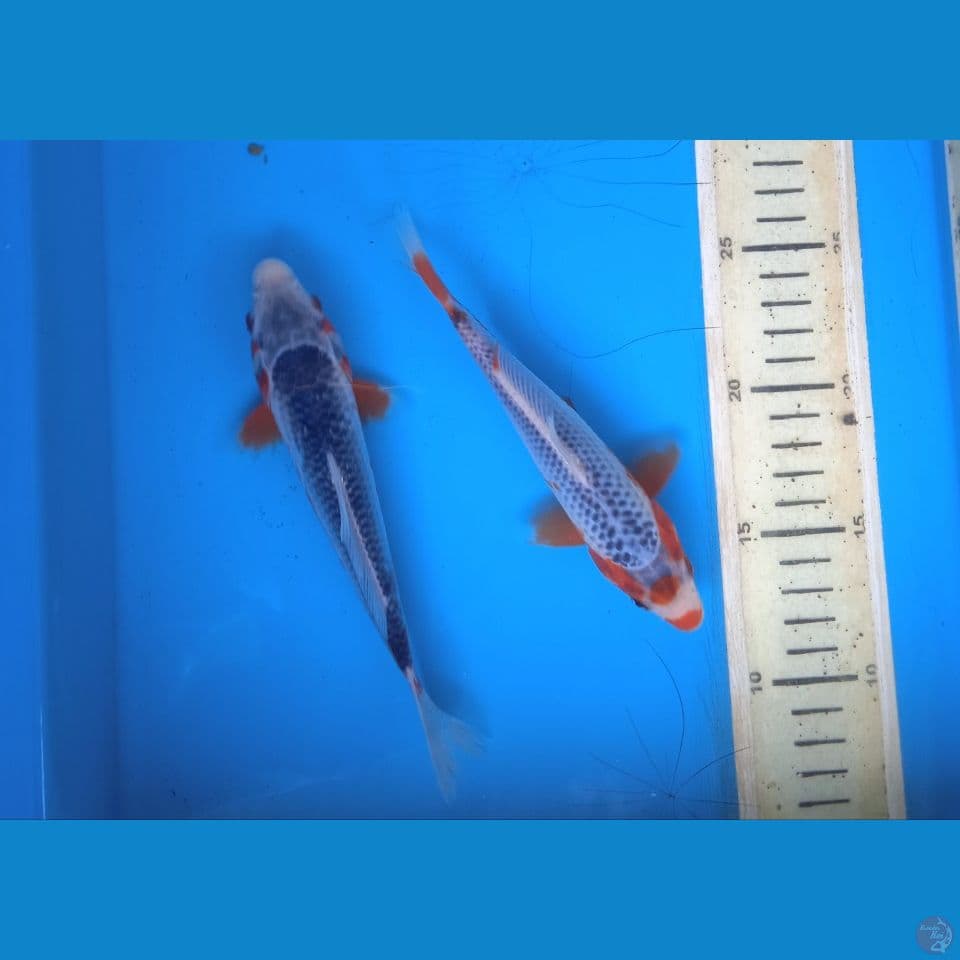 asagi 17-18cm