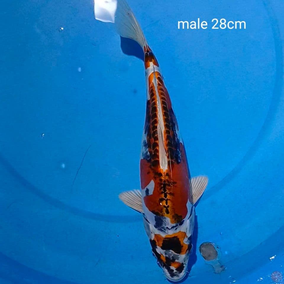 benikiko sq male 28cm