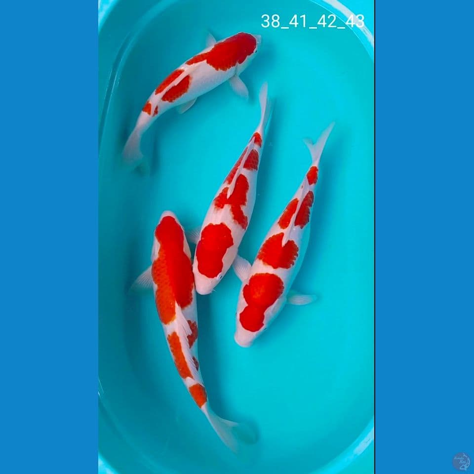 Bl akf 38_41_42_43cm