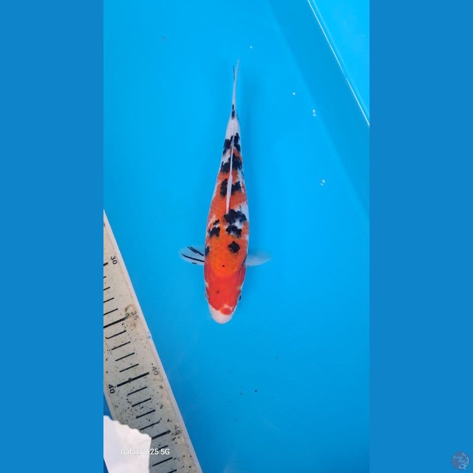sanke21cm