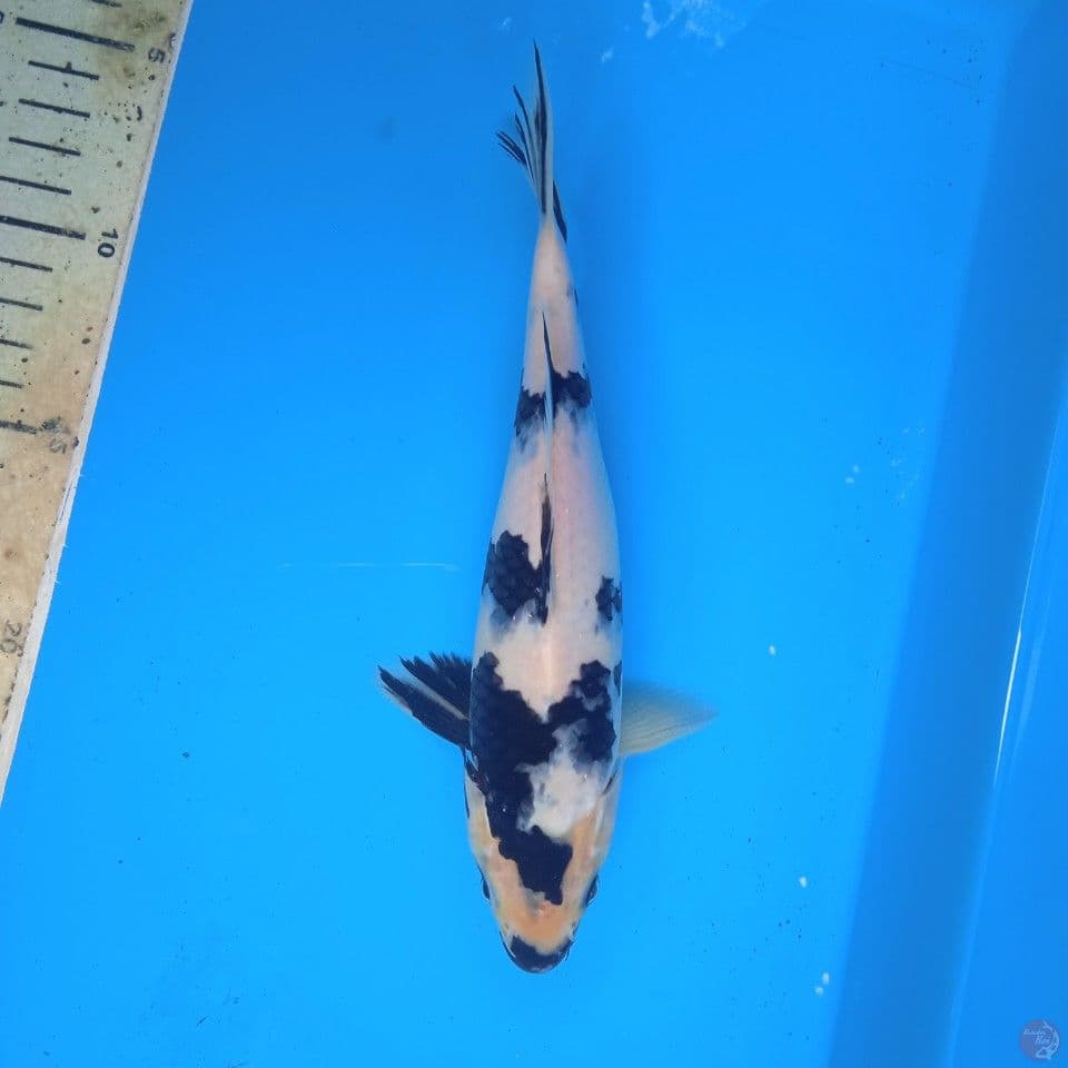 shiro 22cm