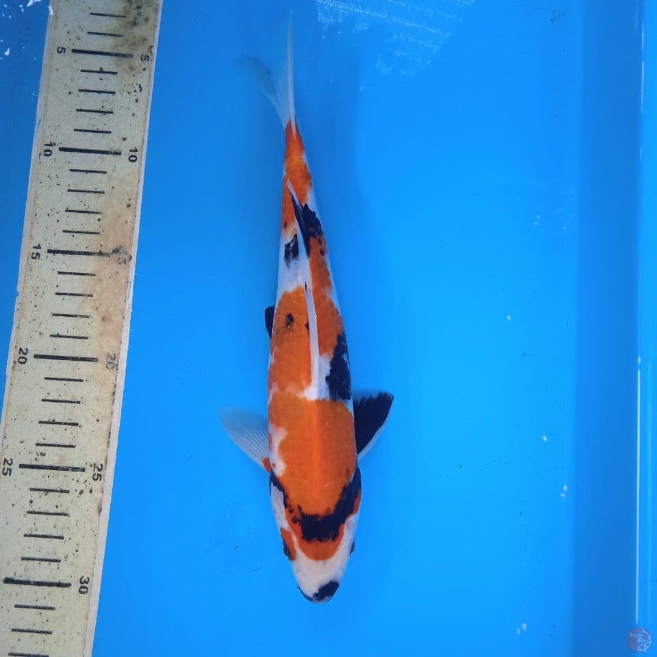 showa 25cm